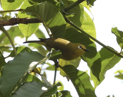 Green White-eye (Zosterops stuhlmanni), photo 8