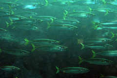 Scomber australasicus