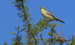 Stigmatura budytoides