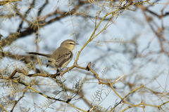 Stigmatura budytoides