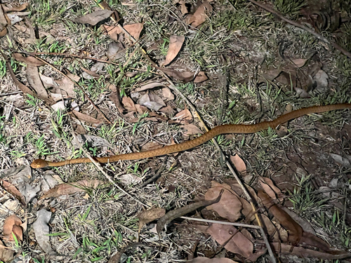 Brown Tree Snake sighting