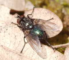 Onesia sepulcralis