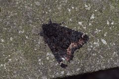 Catephia alchymista