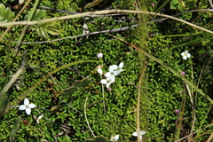 Arcytophyllum muticum
