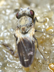 Neoscatella bicolor