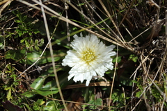 Hypochaeris sessiliflora