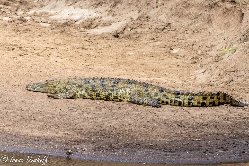 Cocodrilos (Género Crocodylus) · NaturaLista Mexico