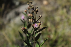 Lepidaploa karstenii