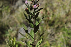 Lepidaploa karstenii