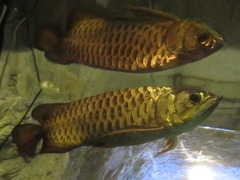 Asian Bonytongue photo 4