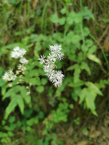 Thalictrum reticulatum