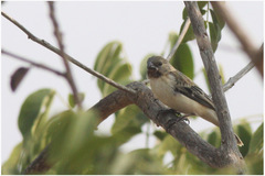 Sporophila telasco