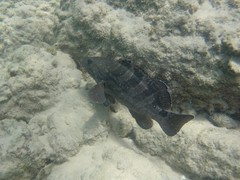 Epinephelus daemelii