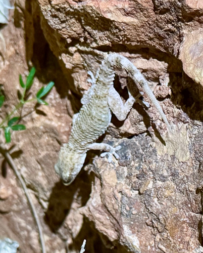 Moorish Gecko