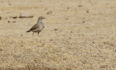 Geositta cunicularia