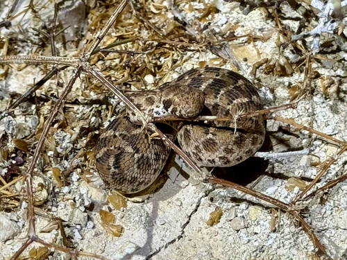 Roman's Saw-scaled Viper