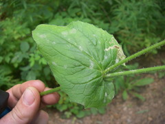 Doronicum austriacum