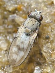 Neoscatella albilutea