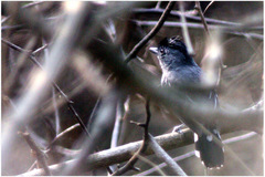 Thamnophilus punctatus