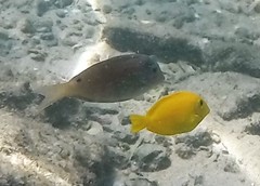 Acanthurus pyroferus