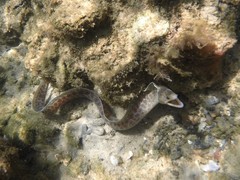 Gymnothorax pseudothyrsoideus