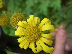 Doronicum austriacum