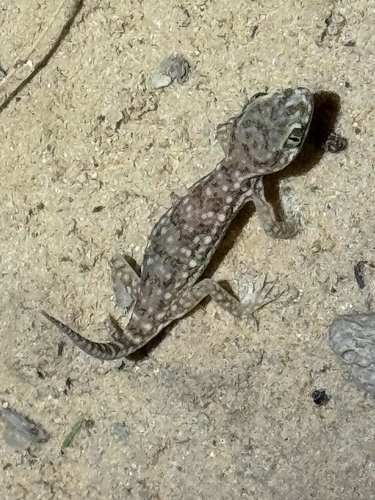 Anderson's Short-fingered Gecko
