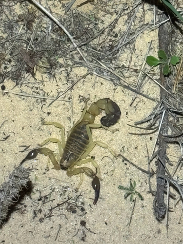 Androctonus australis