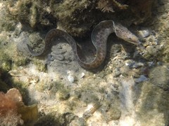 Gymnothorax pseudothyrsoideus