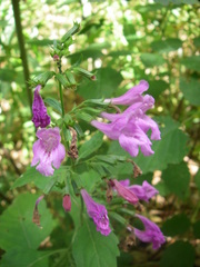 Clinopodium grandiflorum