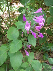 Clinopodium grandiflorum