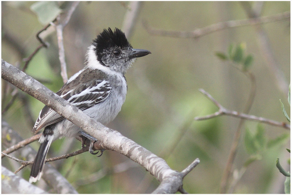Marañon Antshrike photo