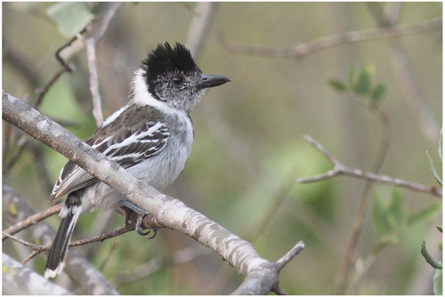 Marañon antshrike