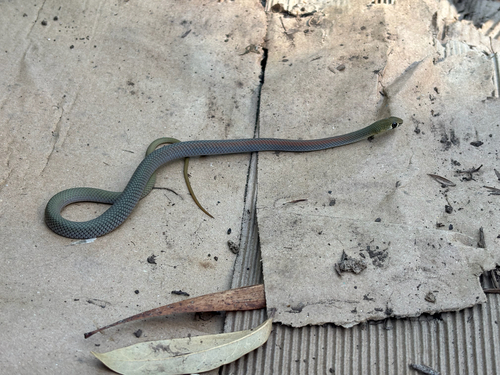 Yellow-faced Whipsnake sighting