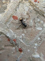 Camponotus sericeus