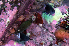 Pycnochromis margaritifer