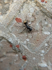 Camponotus sericeus