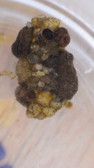 Glossosoma nigrior
