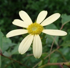 Senecio macroglossus