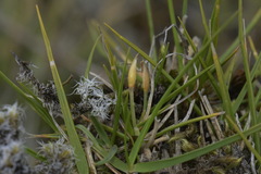 Zoysia minima