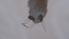 Glossosoma nigrior