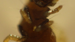 Glossosoma nigrior