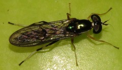 Merosargus gracilis