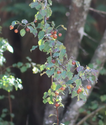 Plymouth pear (Pyrus cordata)