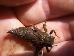 Cordulegaster boltonii