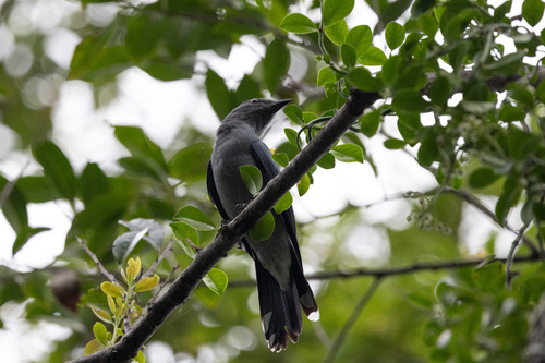 Black-winged Cuckooshrike (Lalage melaschistos), photo 7