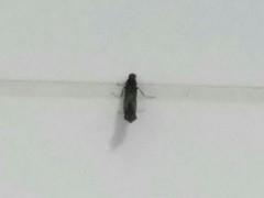 Lymexylidae
