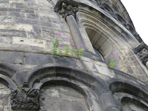 Chamerion angustifolium iNat (1)