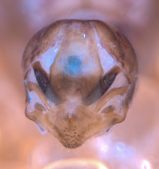 Philotarsus californicus