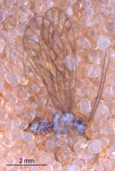 Philotarsus californicus